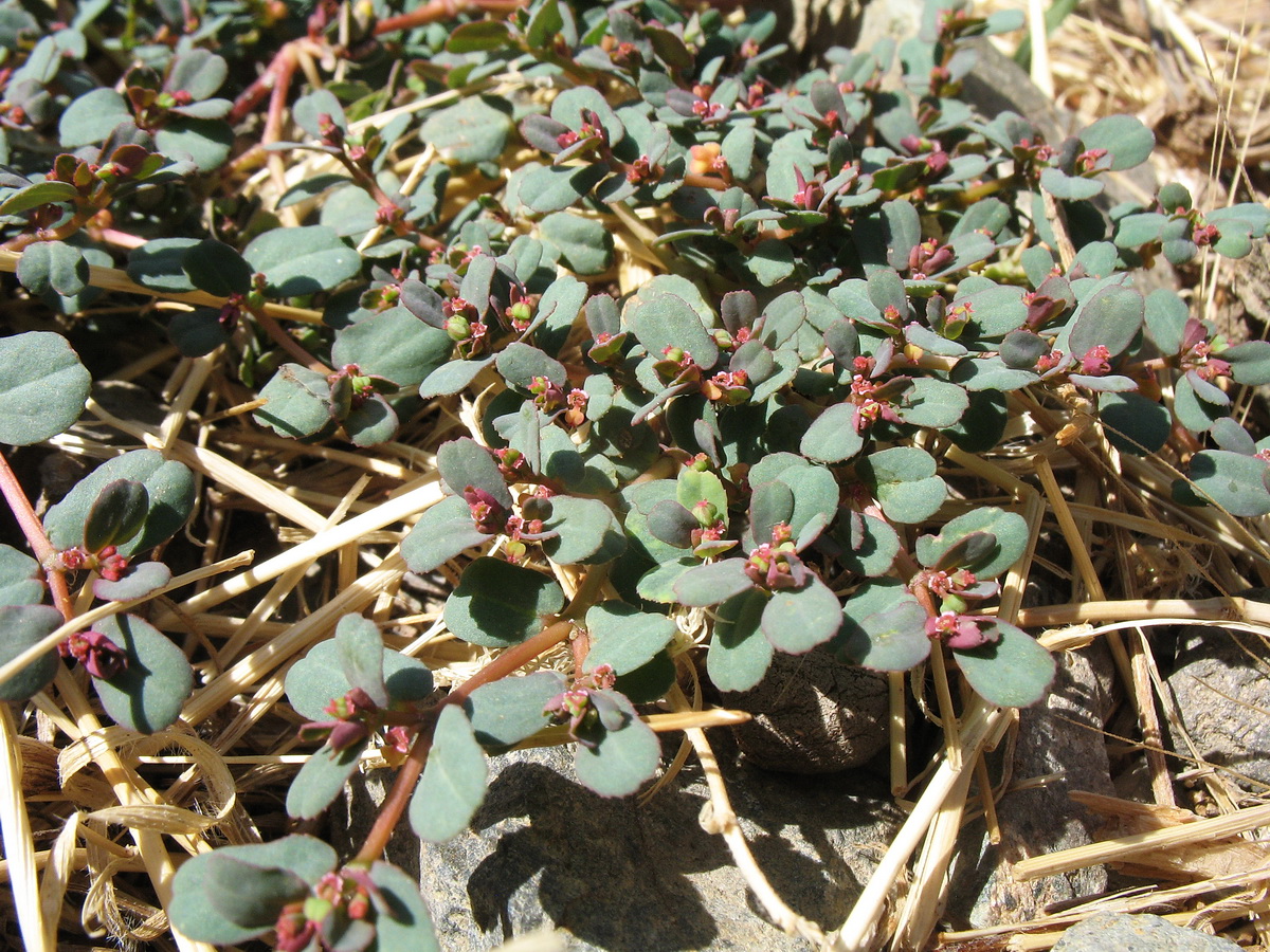 Image of Euphorbia humifusa specimen.