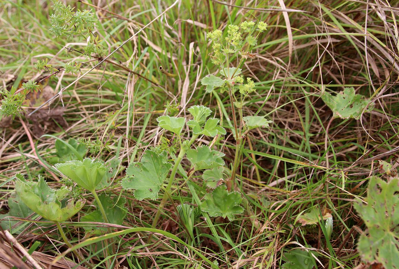 Изображение особи Alchemilla lindbergiana.