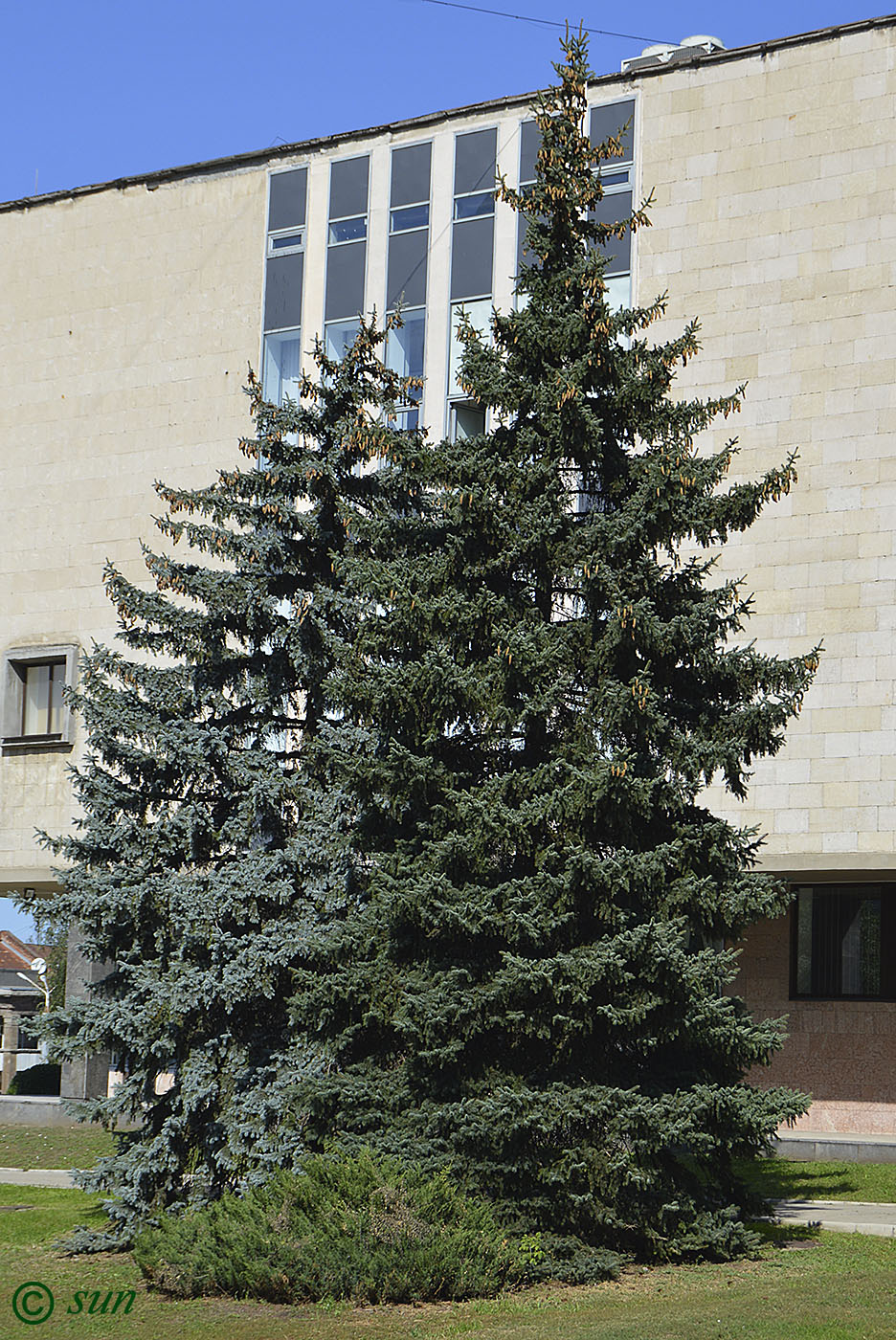 Image of Picea pungens f. glauca specimen.