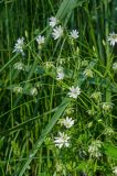 Stellaria holostea. Часть цветущего и плодоносящего растения. Челябинская обл, Саткинский р-н, долина р. Первая, луг. 16 июня 2019 г.