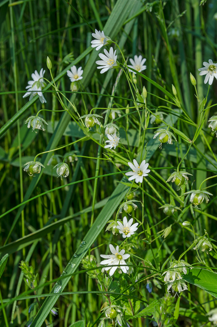 Изображение особи Stellaria holostea.