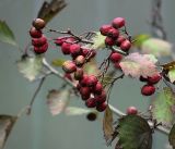 Crataegus