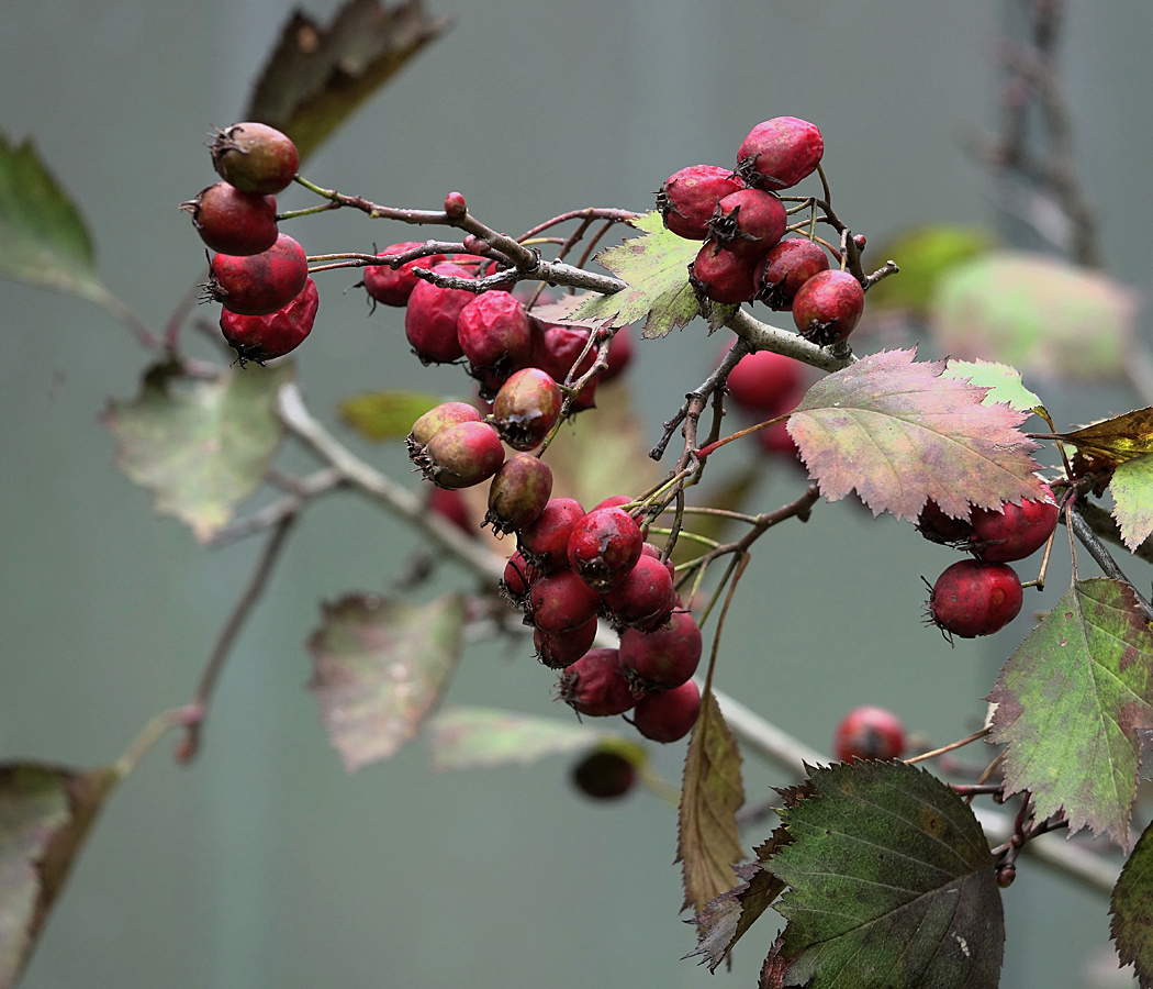 Изображение особи род Crataegus.