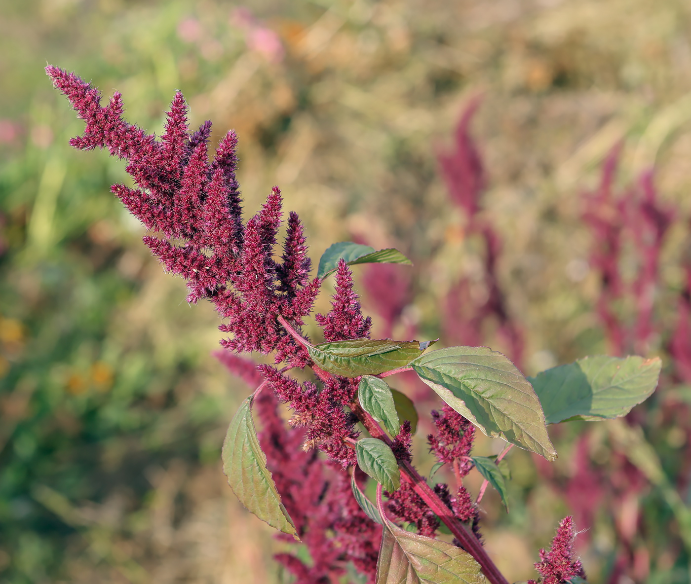 Изображение особи Amaranthus hypochondriacus.