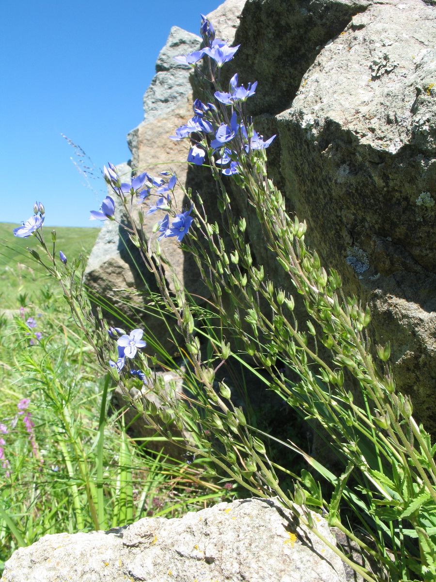 Image of Veronica krylovii specimen.