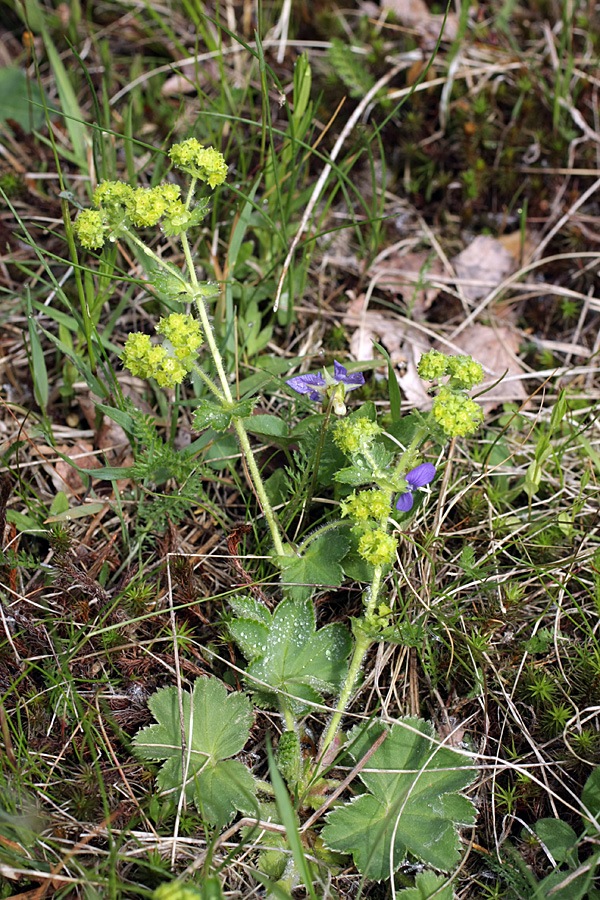 Изображение особи род Alchemilla.