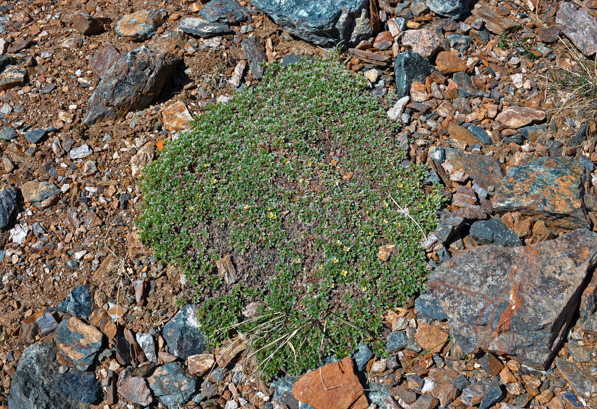 Image of Sibbaldia tetrandra specimen.