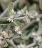 Alternanthera halimifolia. Листья и соцветия. Перу, регион La Libertad, пос. Huanchaco, устье сухого русла (Rio Seco). 28.10.2019.