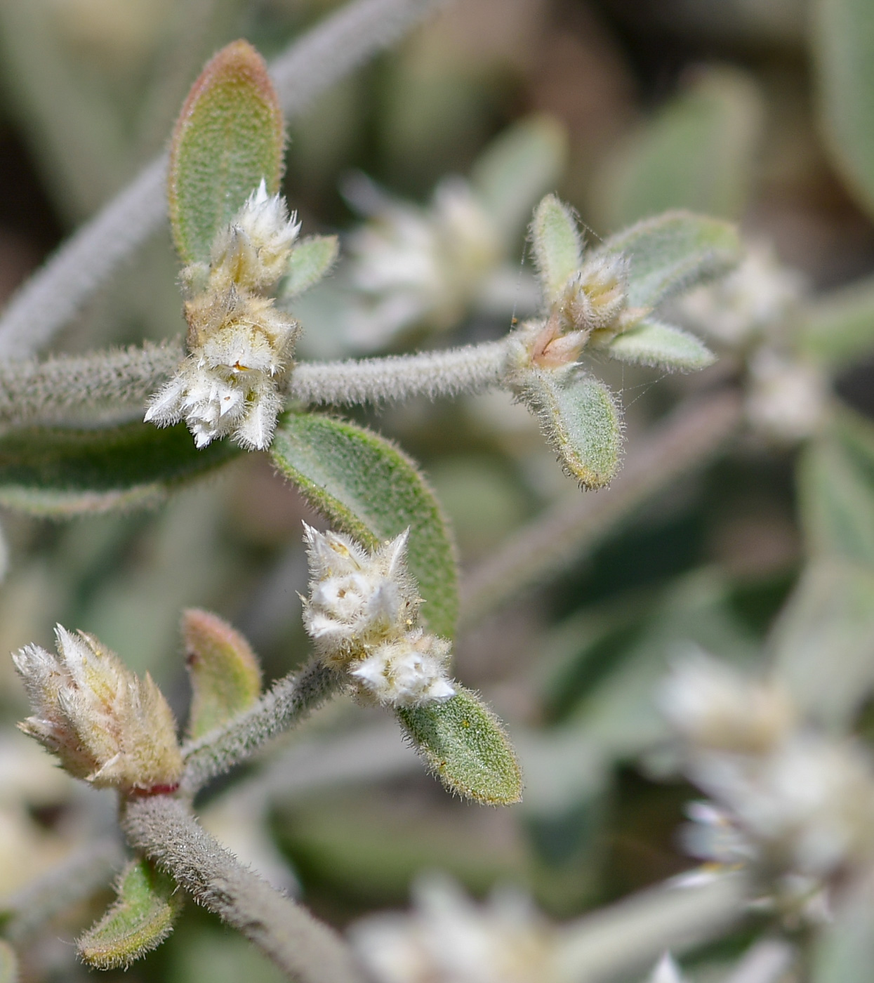 Изображение особи Alternanthera halimifolia.