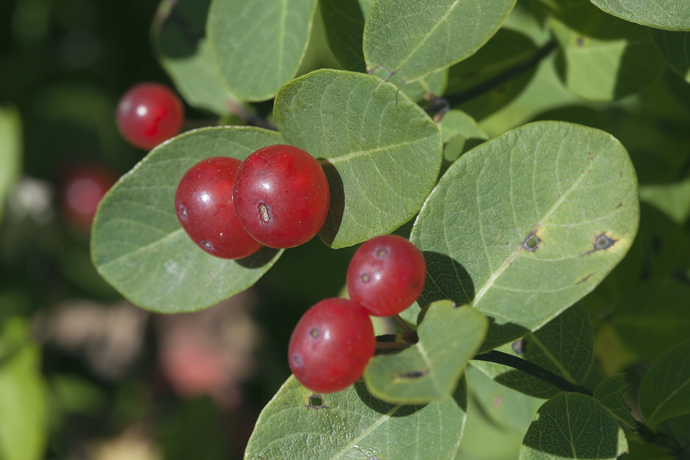 Изображение особи Lonicera chamissoi.