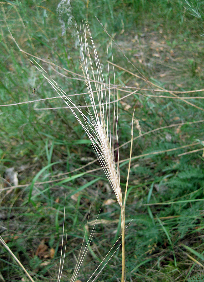Image of Secale sylvestre specimen.