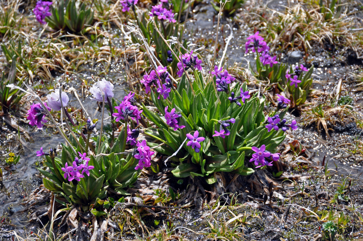 Image of Primula nivalis specimen.