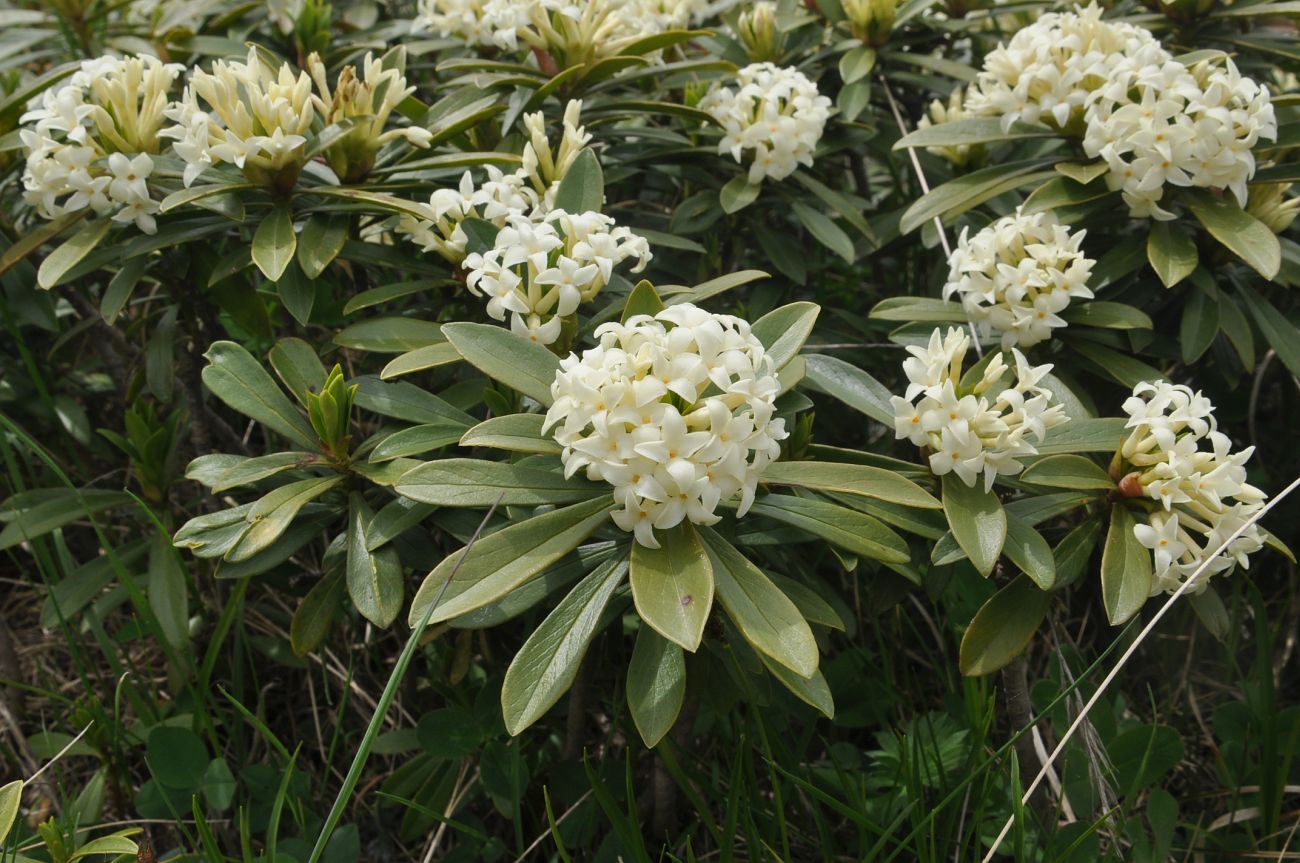 Image of Daphne glomerata specimen.