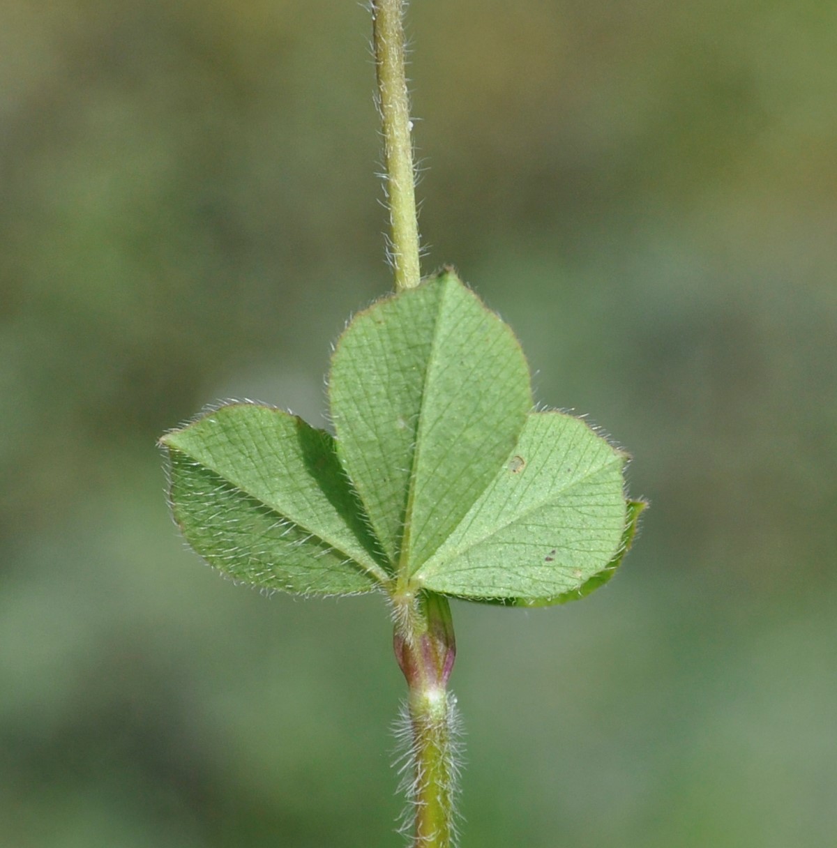 Image of Trifolium clypeatum specimen.