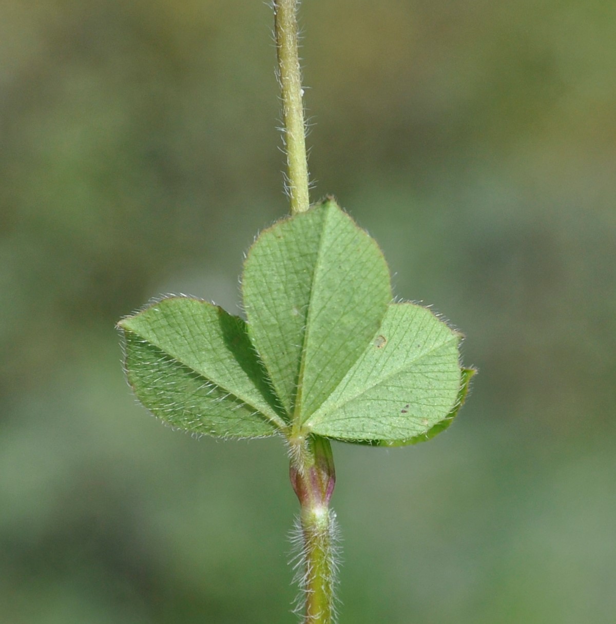 Изображение особи Trifolium clypeatum.