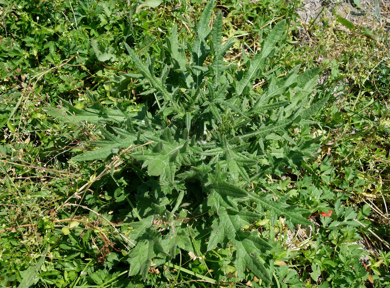 Изображение особи Cirsium vulgare.