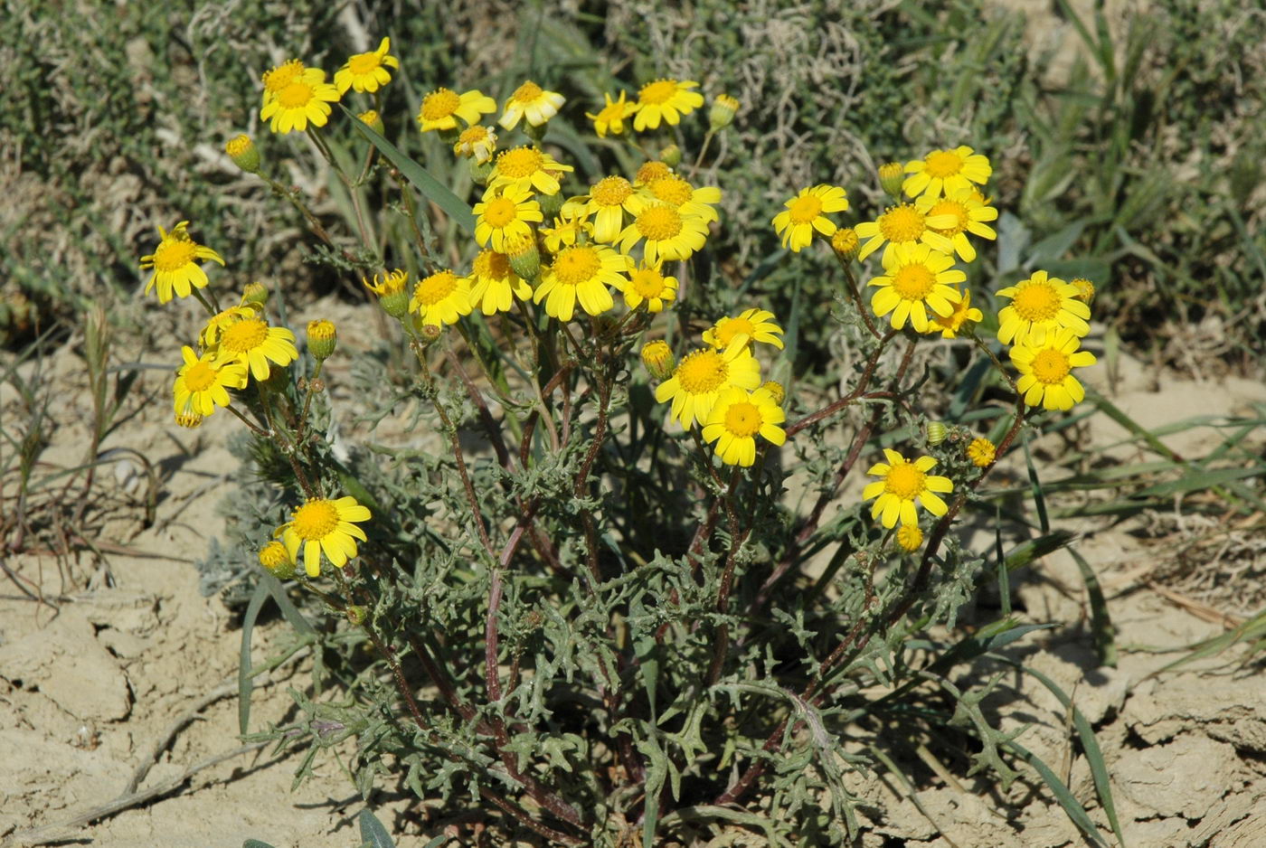 Изображение особи Senecio noeanus.