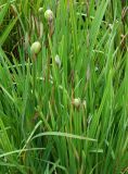 genus Sisyrinchium