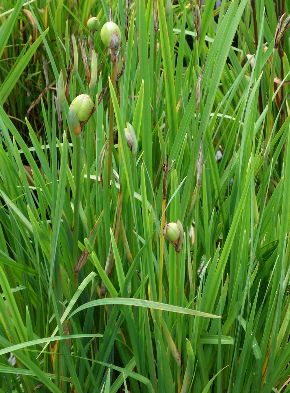 Image of genus Sisyrinchium specimen.