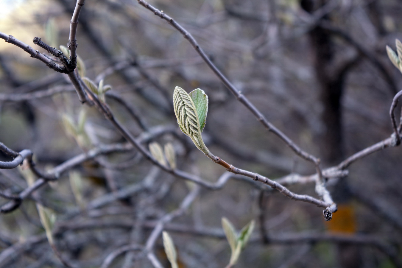 Image of Viburnum lantana specimen.
