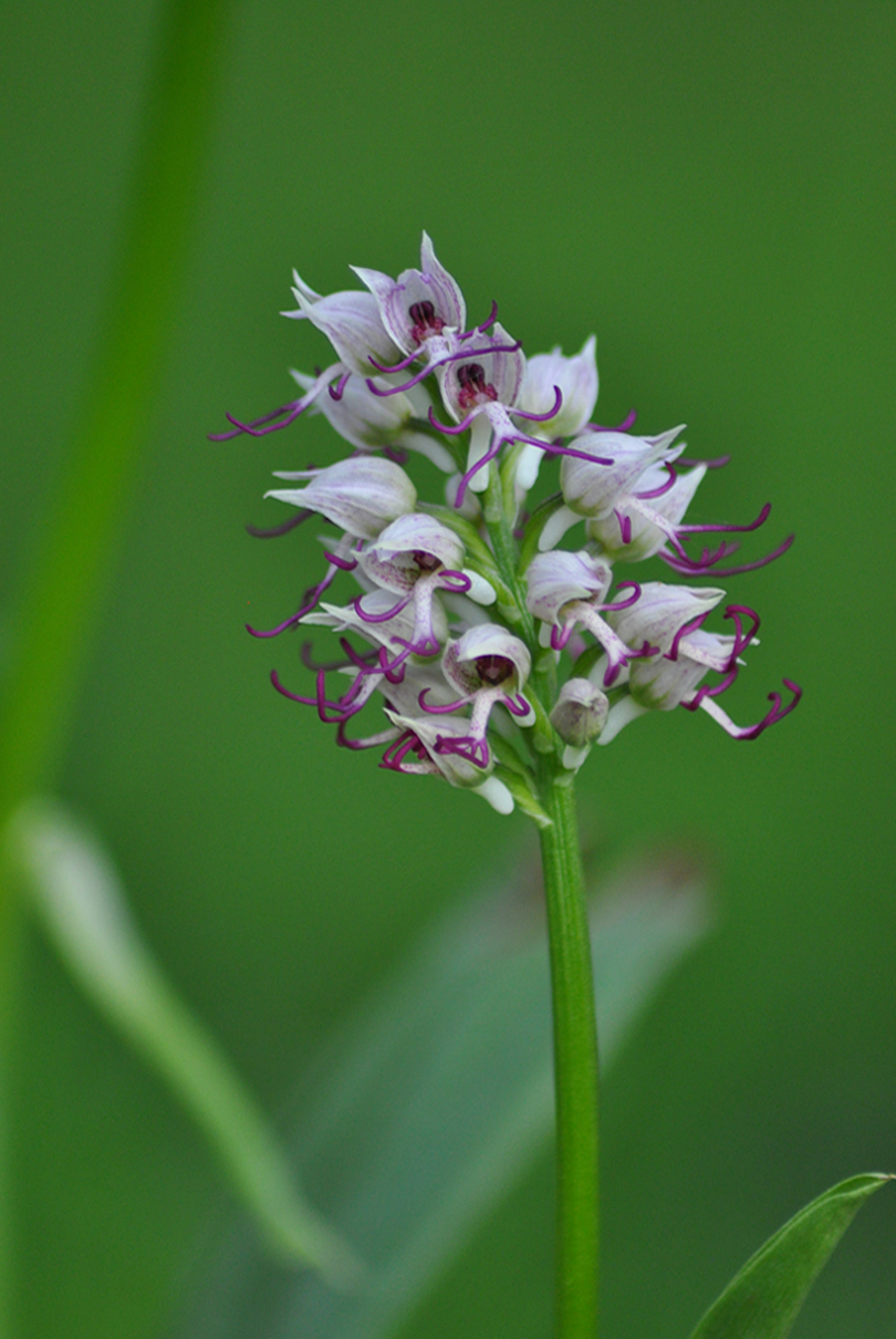 Image of Orchis simia specimen.