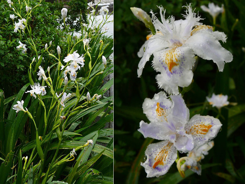 Image of Iris japonica specimen.