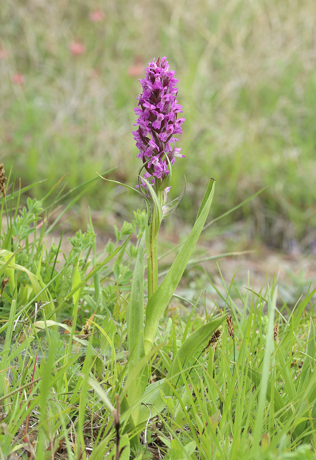 Изображение особи Dactylorhiza incarnata.