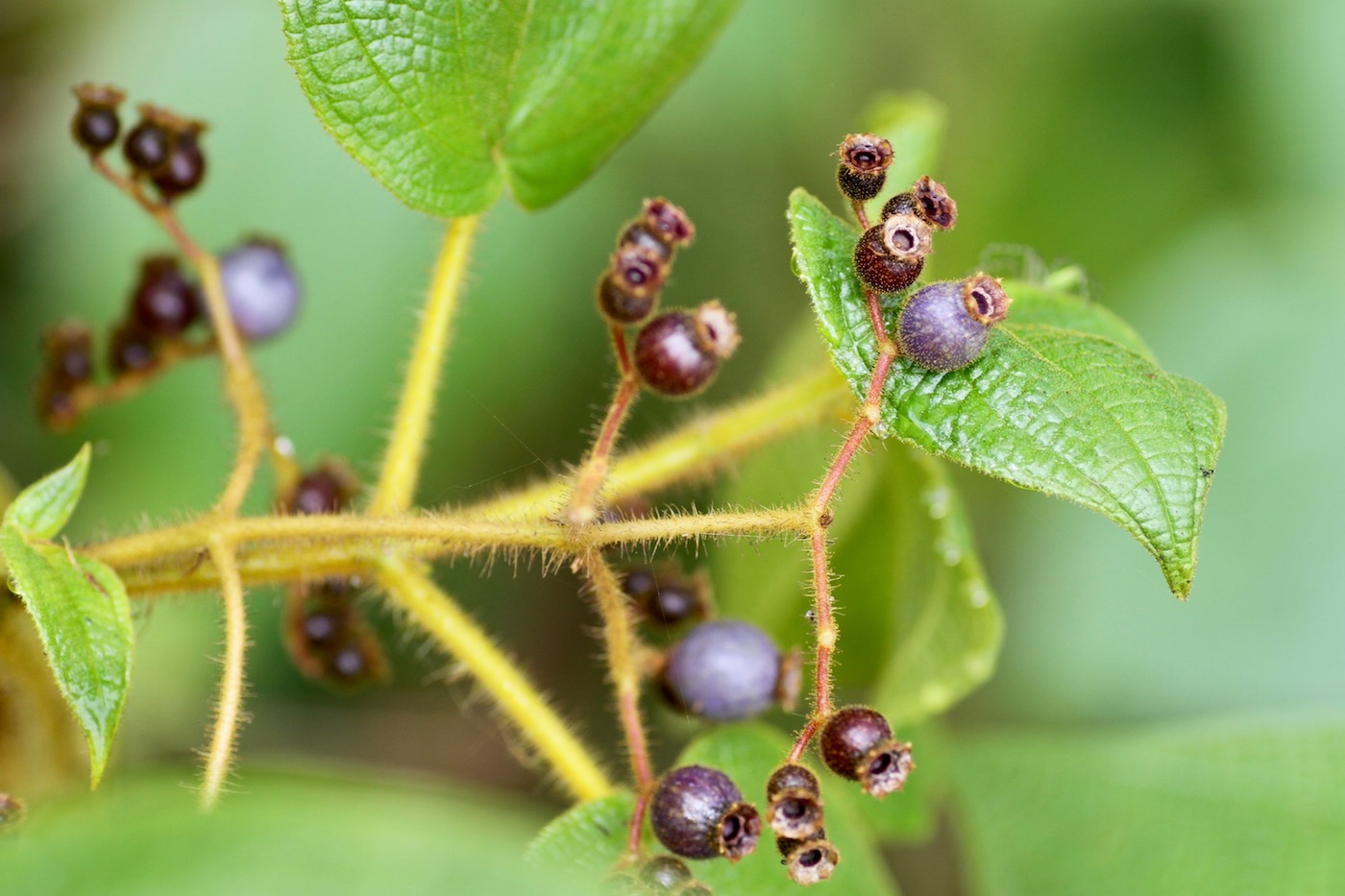 Image of Miconia benthamiana specimen.