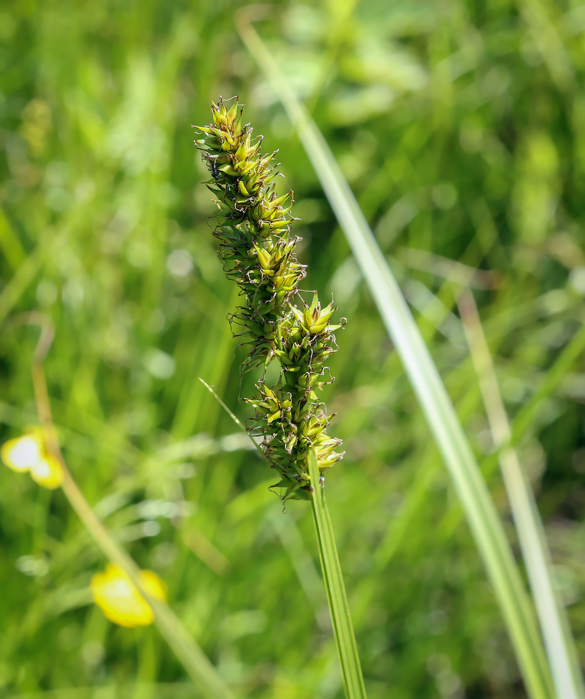 Image of Carex vulpina specimen.