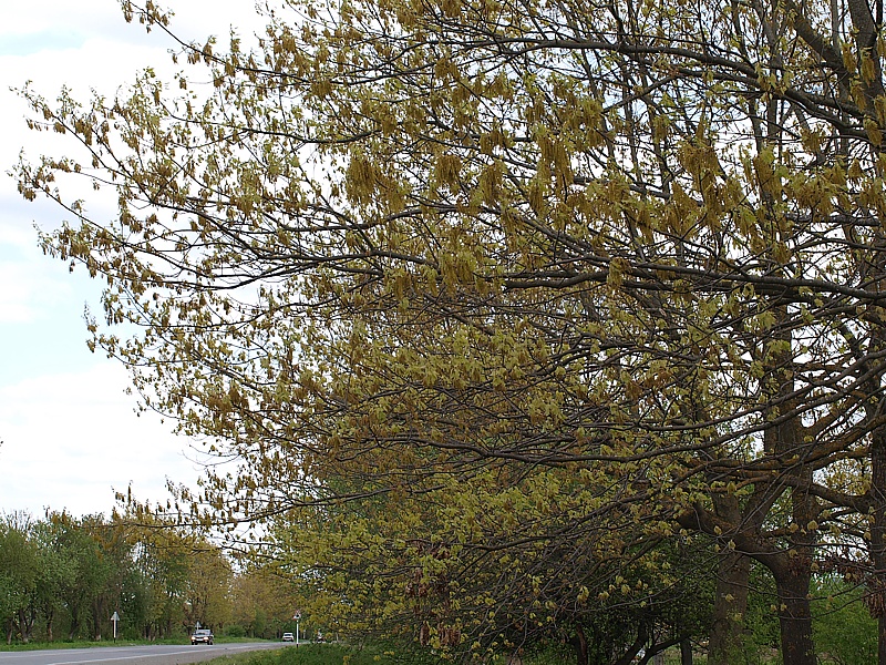 Image of Quercus rubra specimen.