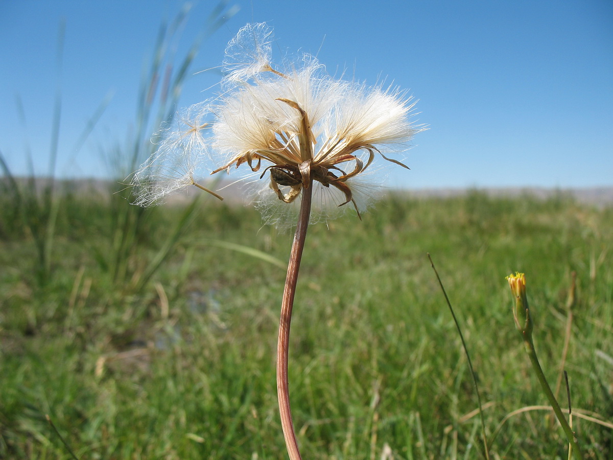 Image of Scorzonera parviflora specimen.