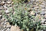 Cousinia ferganensis. Растение с формирующимися соцветиями. Таджикистан, Согдийская обл., Исфара, обнажившийся неогеновый галечник. 10 мая 2019 г.