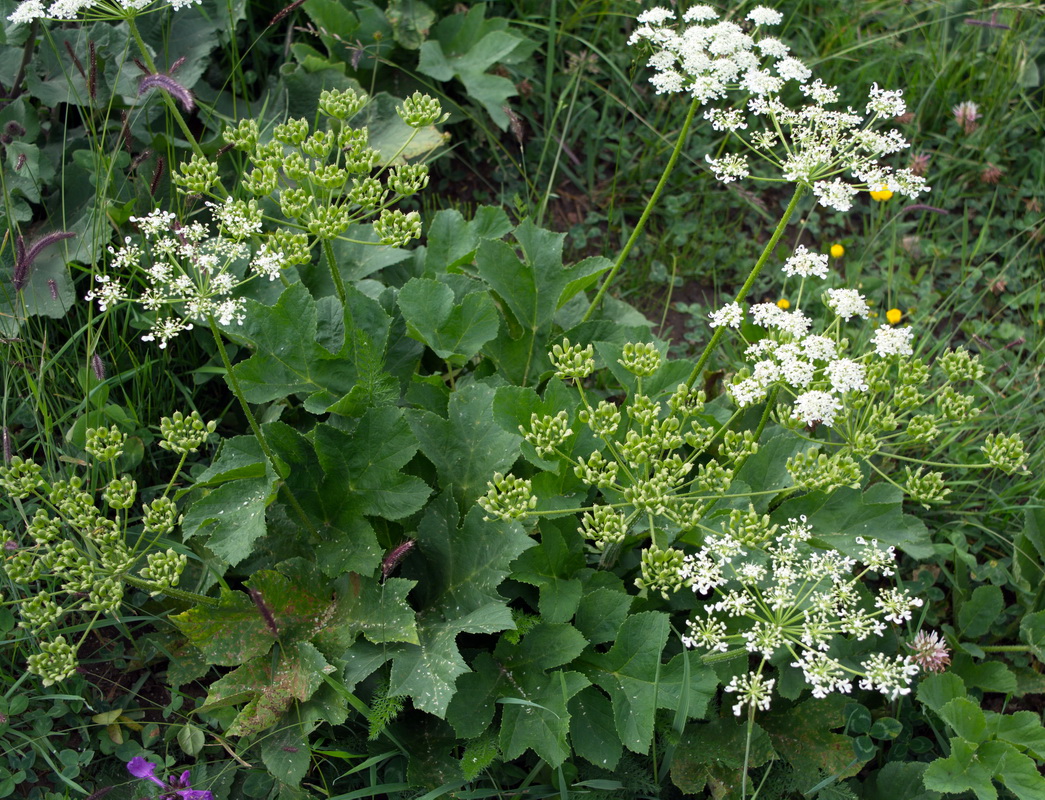 Изображение особи род Heracleum.