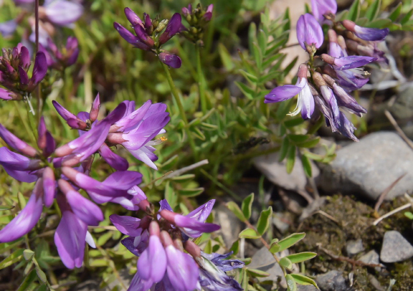 Image of Astragalus subpolaris specimen.