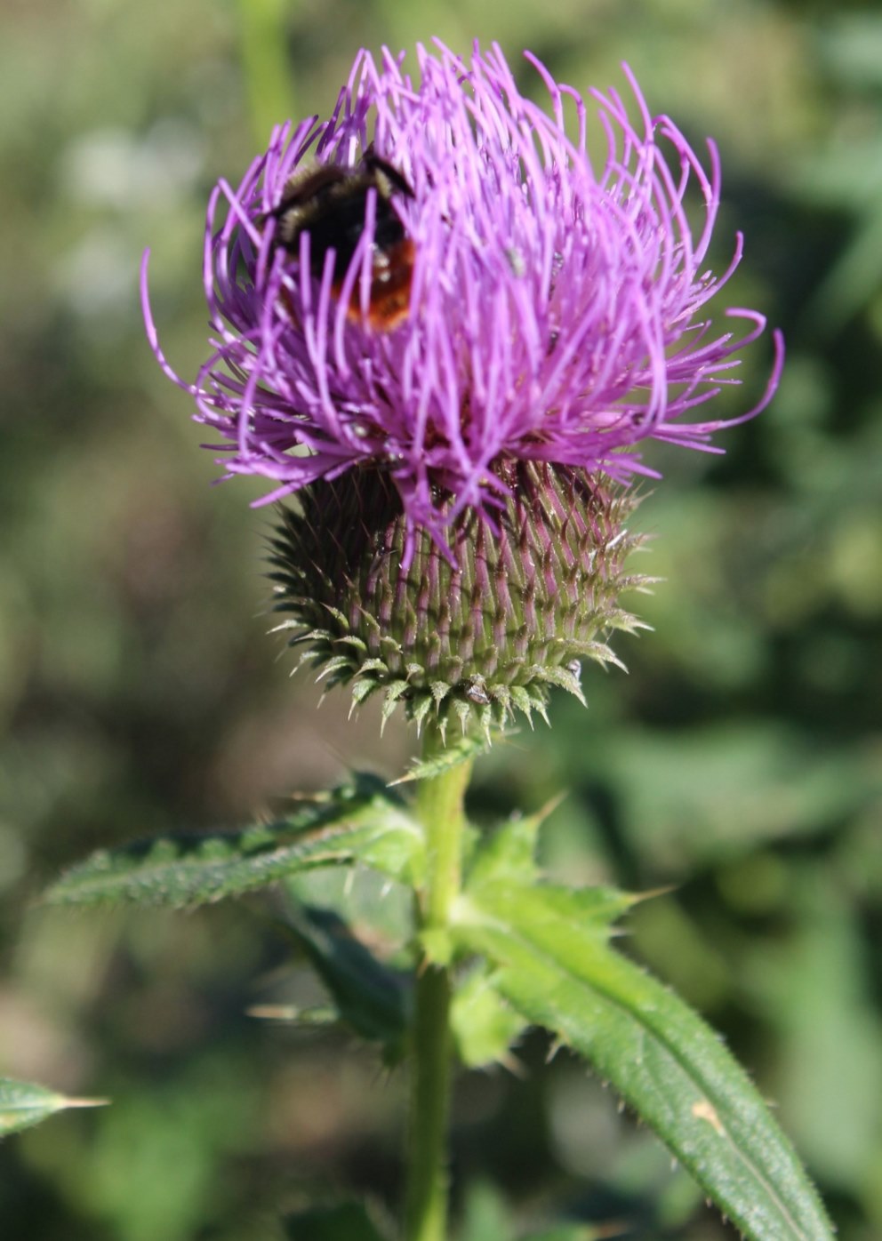 Изображение особи Cirsium ukranicum.