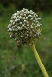 Allium cepa