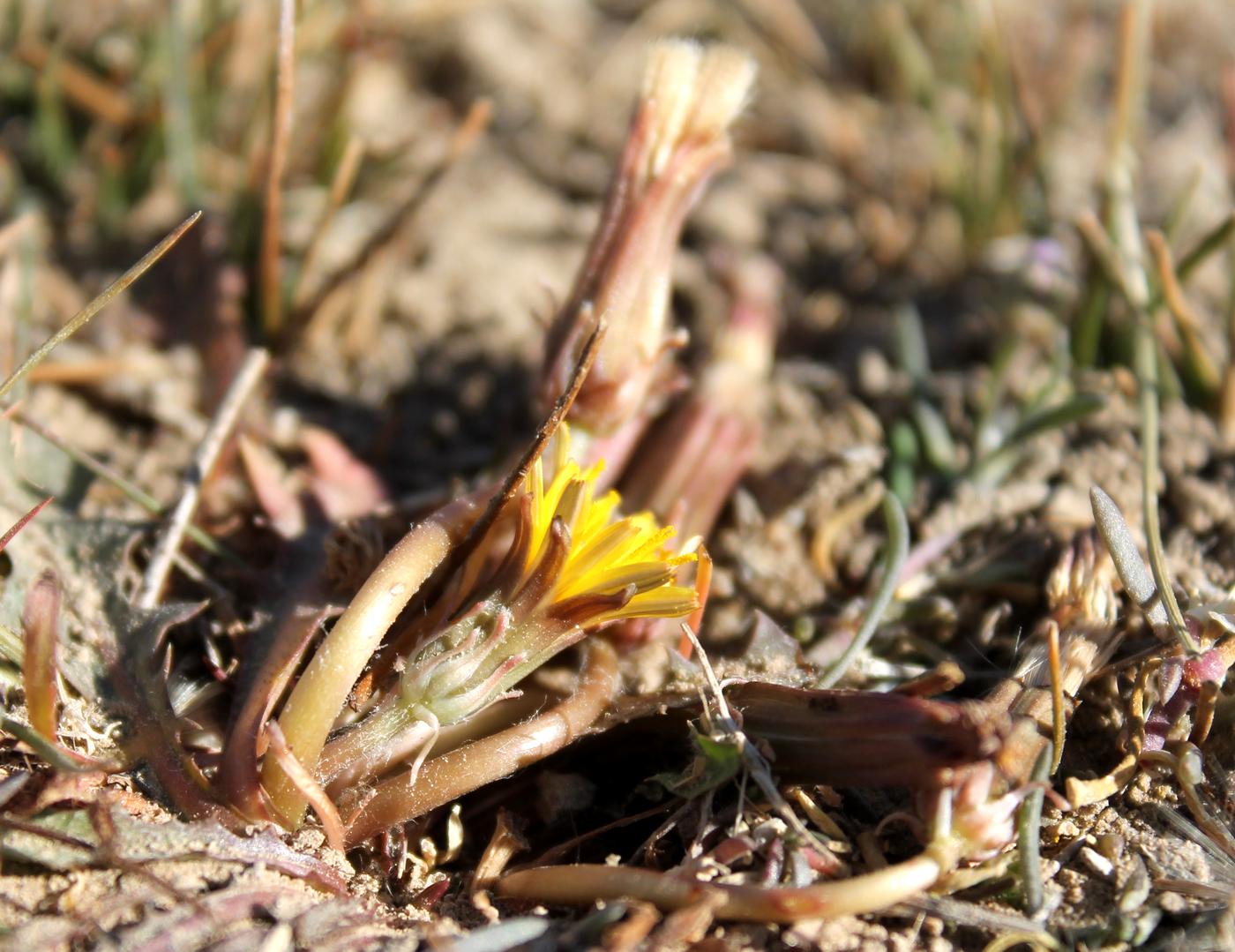 Image of Taraxacum glaucanthum specimen.