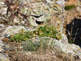 Asperula tenella