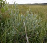 Salix rosmarinifolia