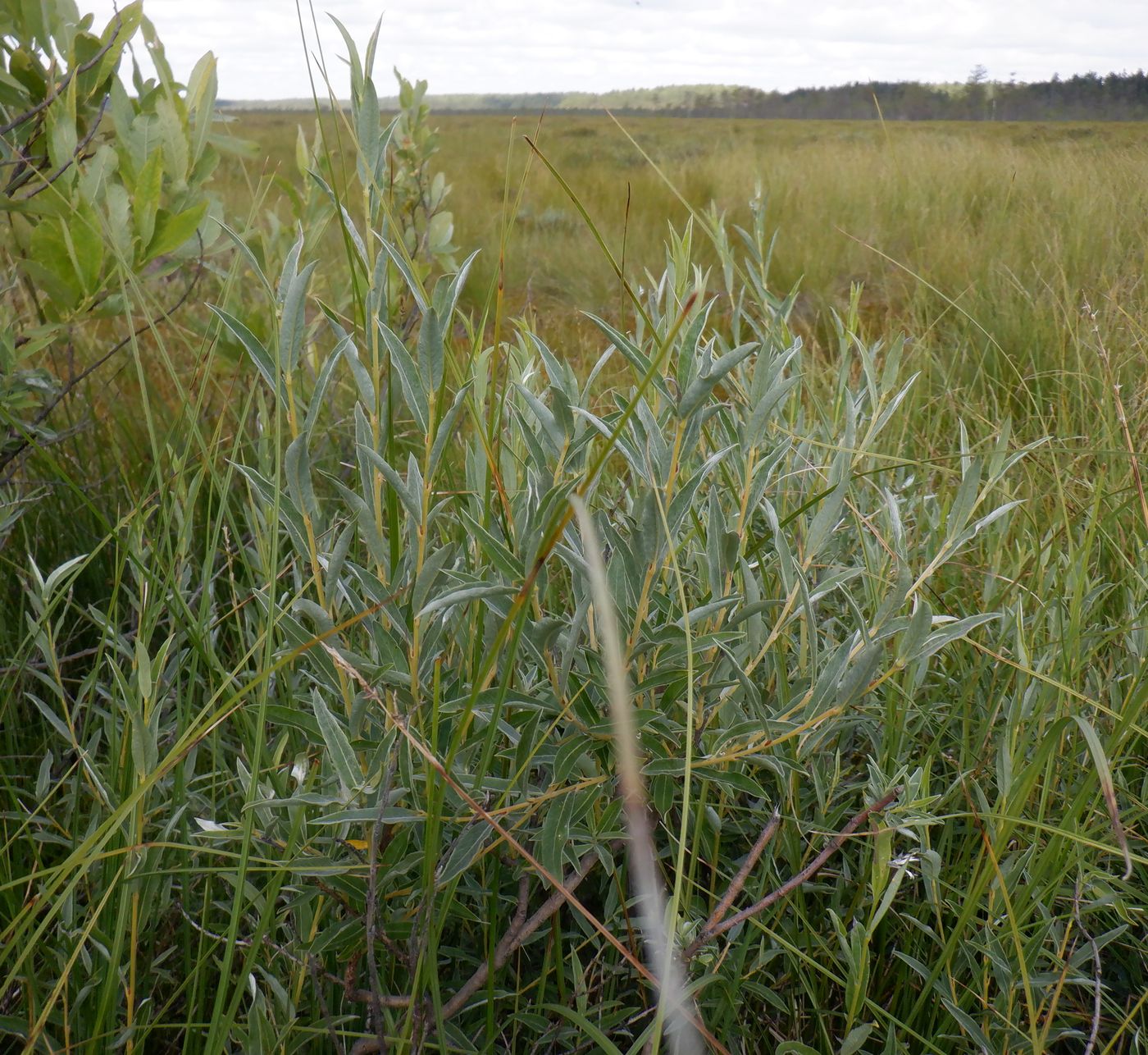 Image of Salix rosmarinifolia specimen.