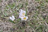 Colchicum szovitsii