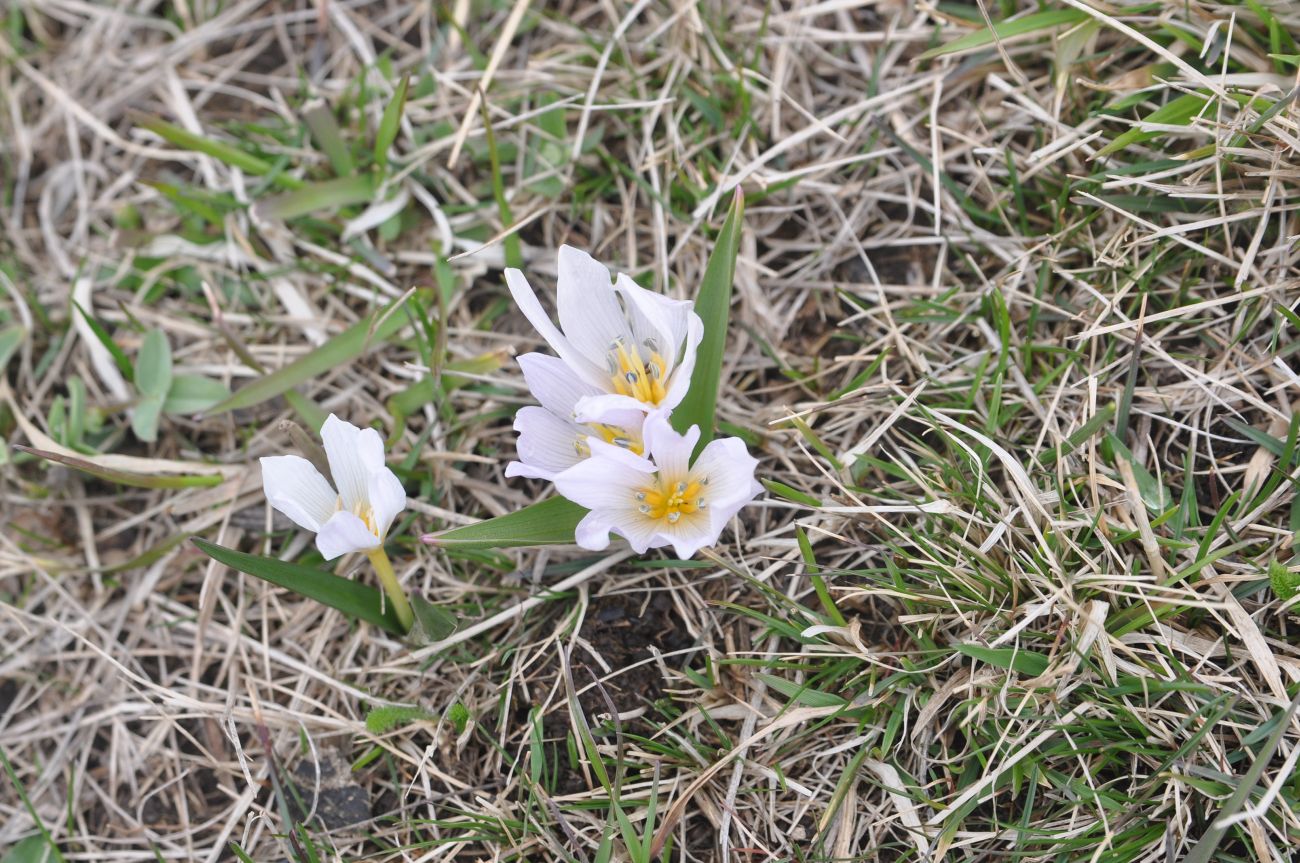 Изображение особи Colchicum szovitsii.