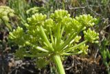 Crithmum maritimum. Соцветие (вид со стороны обёртки). Хорватия, Дубровник, побережье Адриатического моря. 29 августа 2010 г.