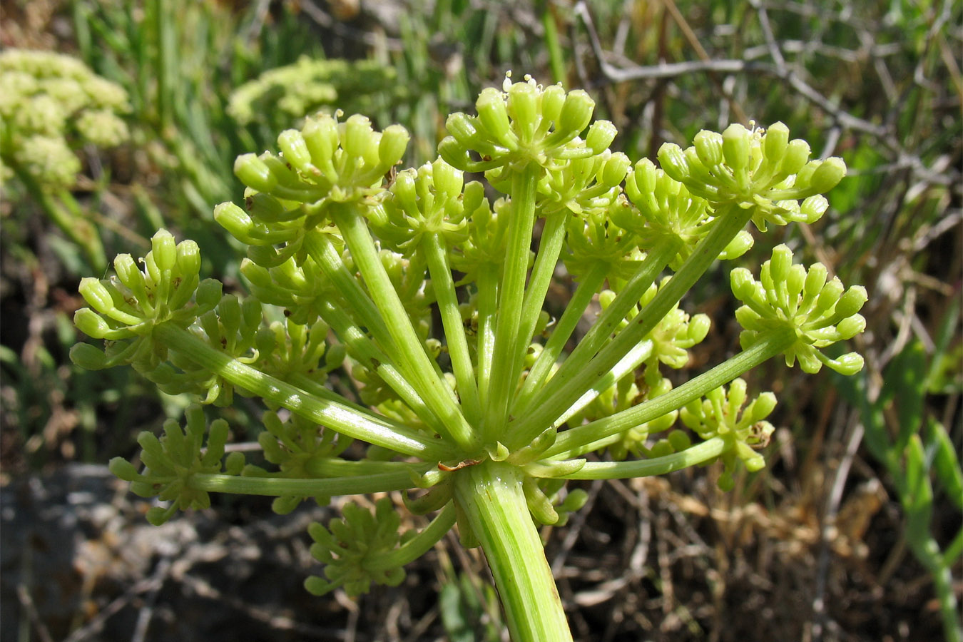 Изображение особи Crithmum maritimum.