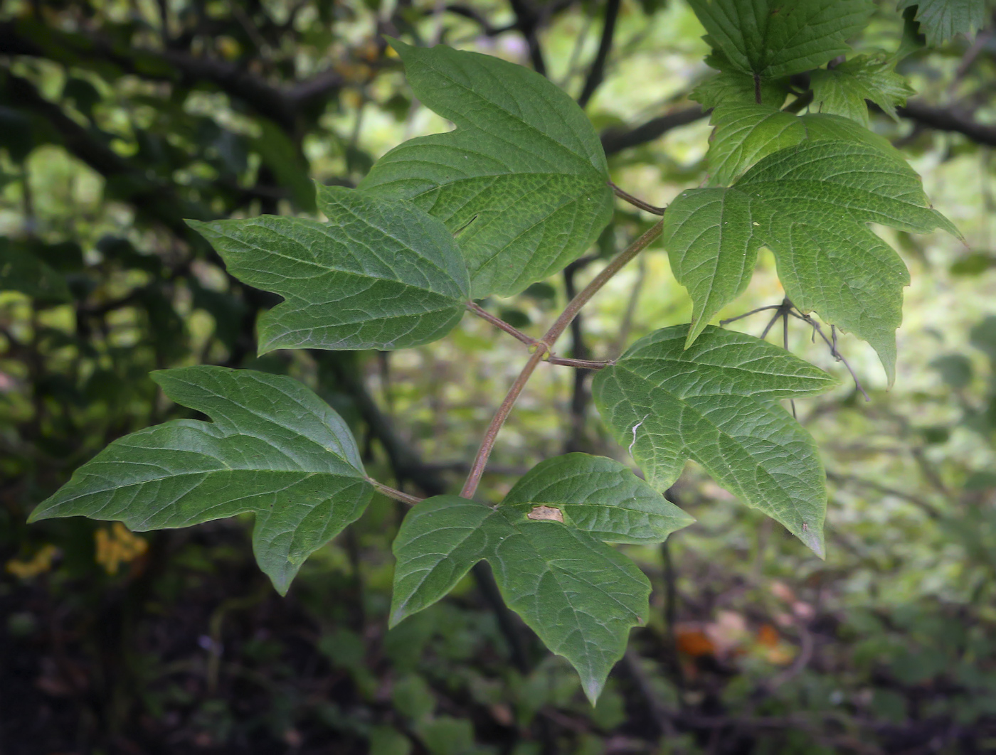 Изображение особи Viburnum sargentii.