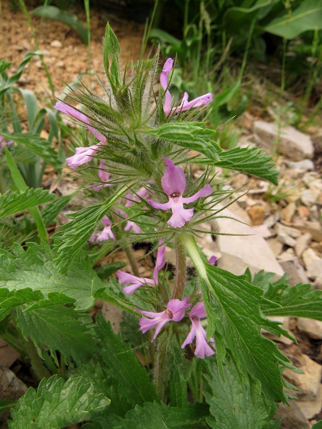 Image of Phlomoides boraldaica specimen.