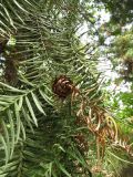 Cunninghamia lanceolata. Ветвь с шишкой. Таджикистан, Душанбе, Ботанический сад. 18.04.2017.