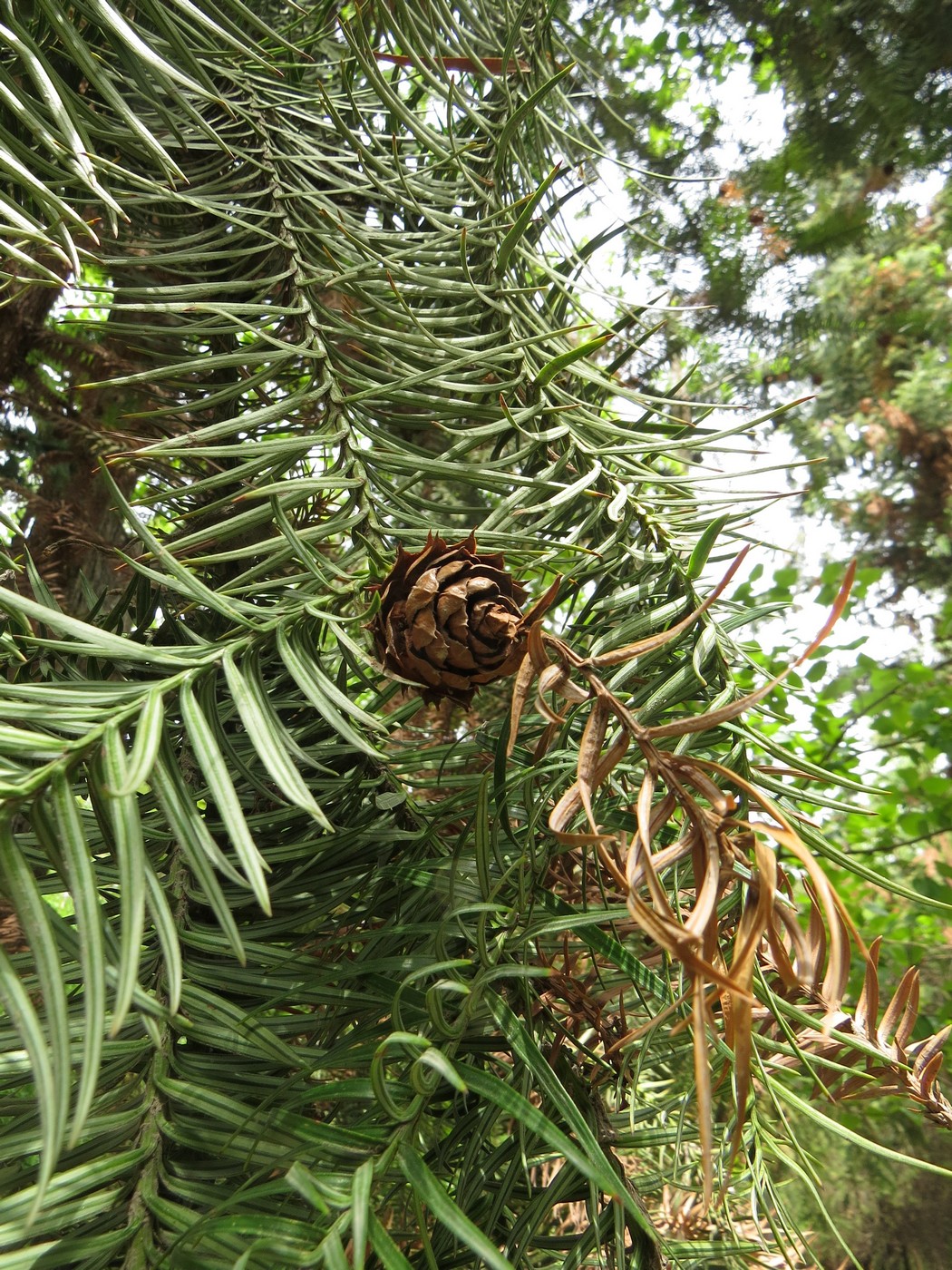 Image of Cunninghamia lanceolata specimen.