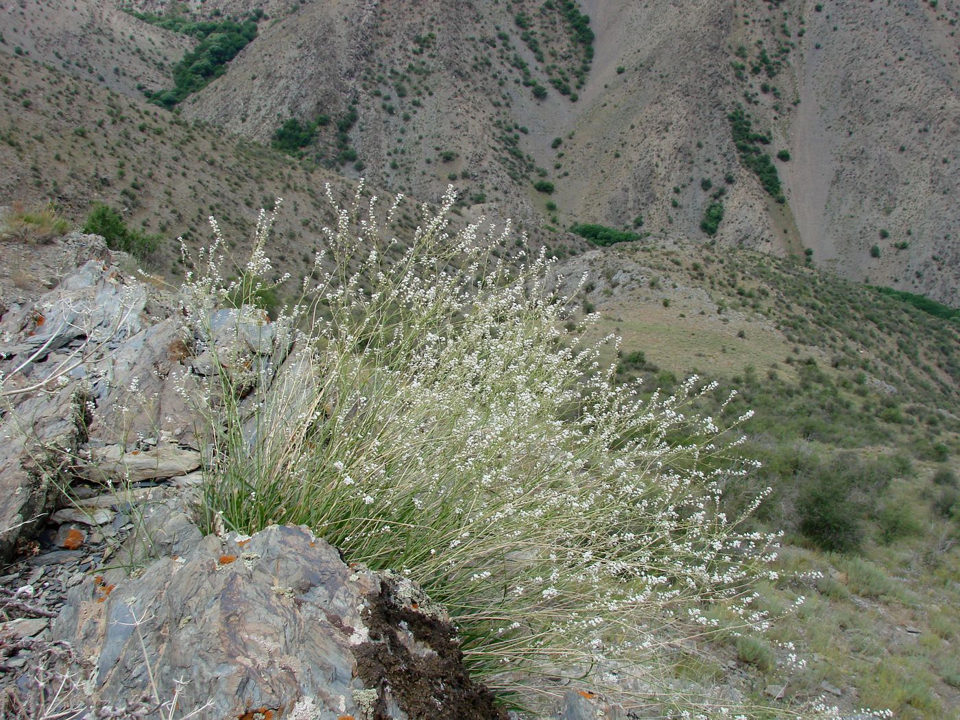 Изображение особи Stroganowia angustifolia.
