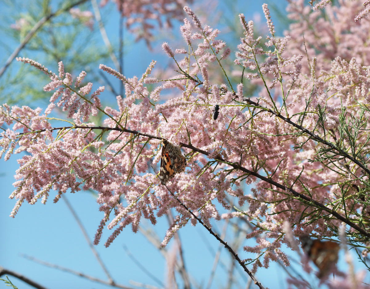 Image of Tamarix ramosissima specimen.